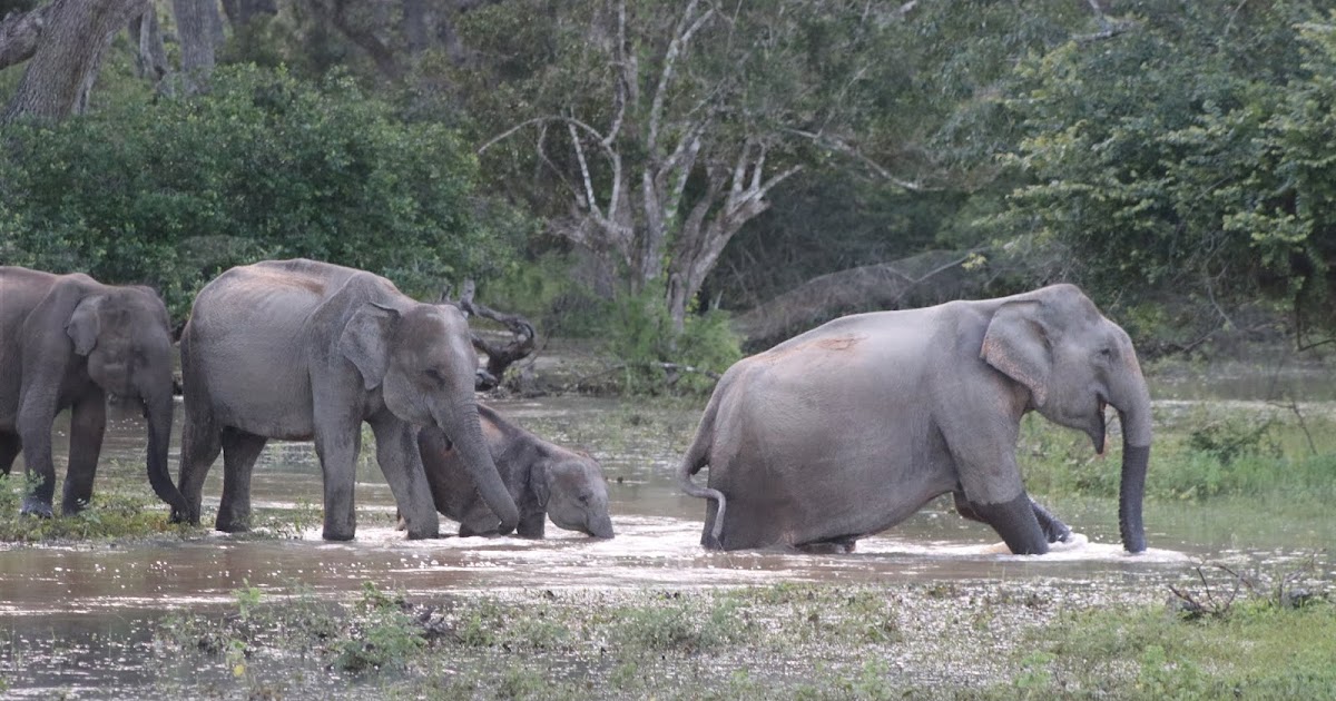 PANAMURE ELEPHANT KRAAL AND HUNTING HISTORY