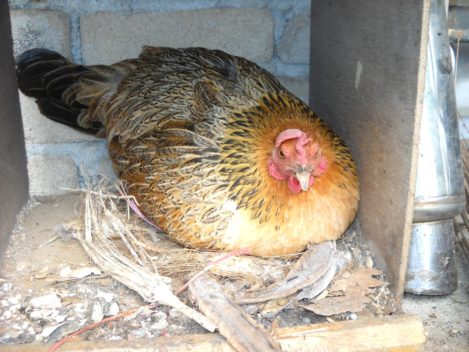  Gambar  Menetaskan Telur Ayam  Kampung Induknya  Daun Ijo 