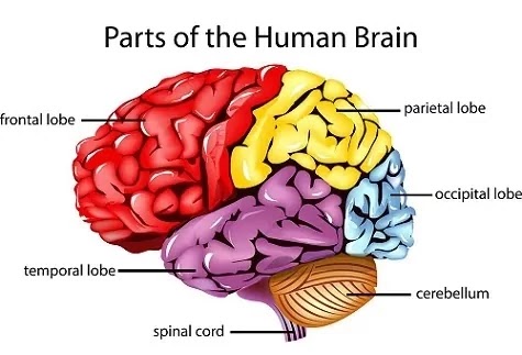 Brain-in-hindi