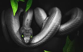 Inilah 3 Hewan Jelmaan Jin yang Tak Pernah Kita Sadari - Nuisonk