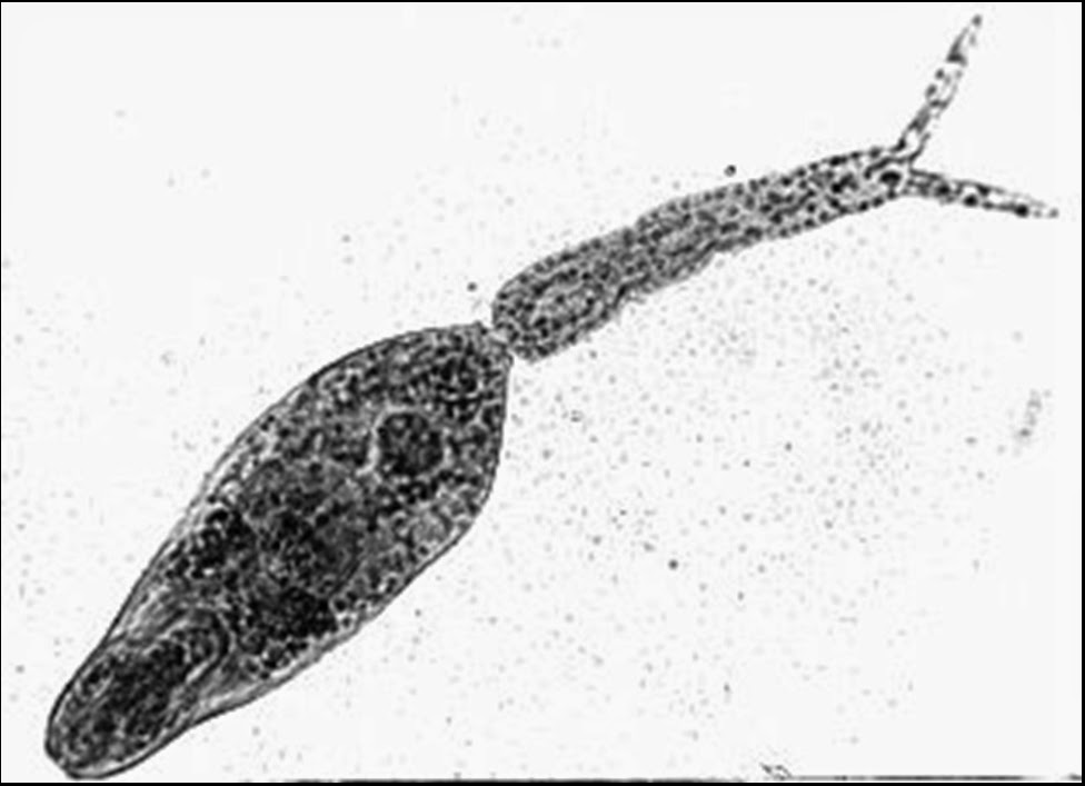 Parasaria Biologia.Parasitas