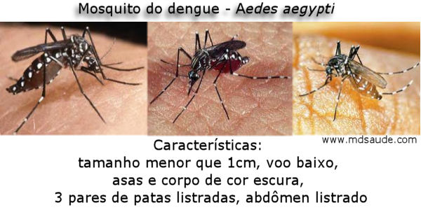 Fotos do mosquito da dengue - Aedes aegypti  