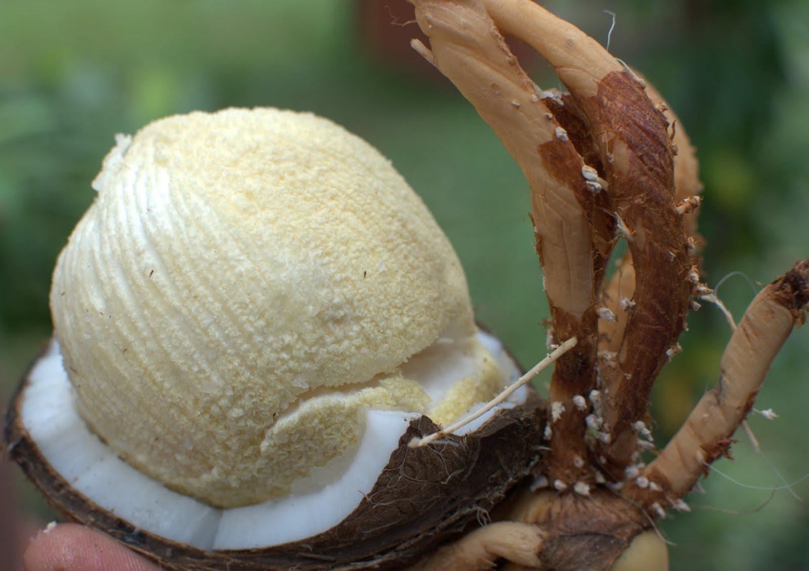 Kerala Syrian Christian Cuisine: sprouted coconut