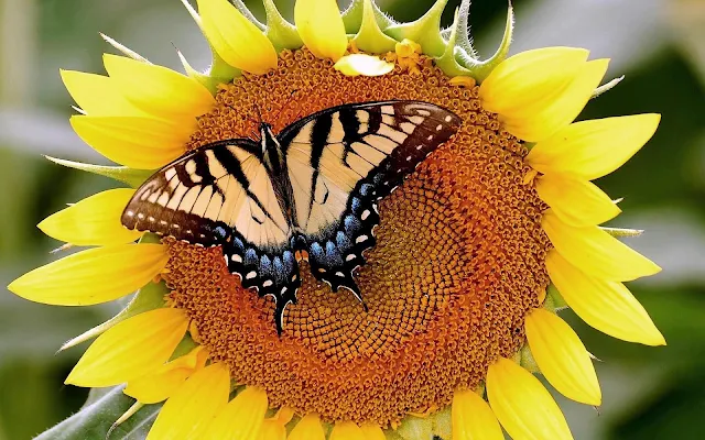 Close up foto met een vlinder op een zonnebloem