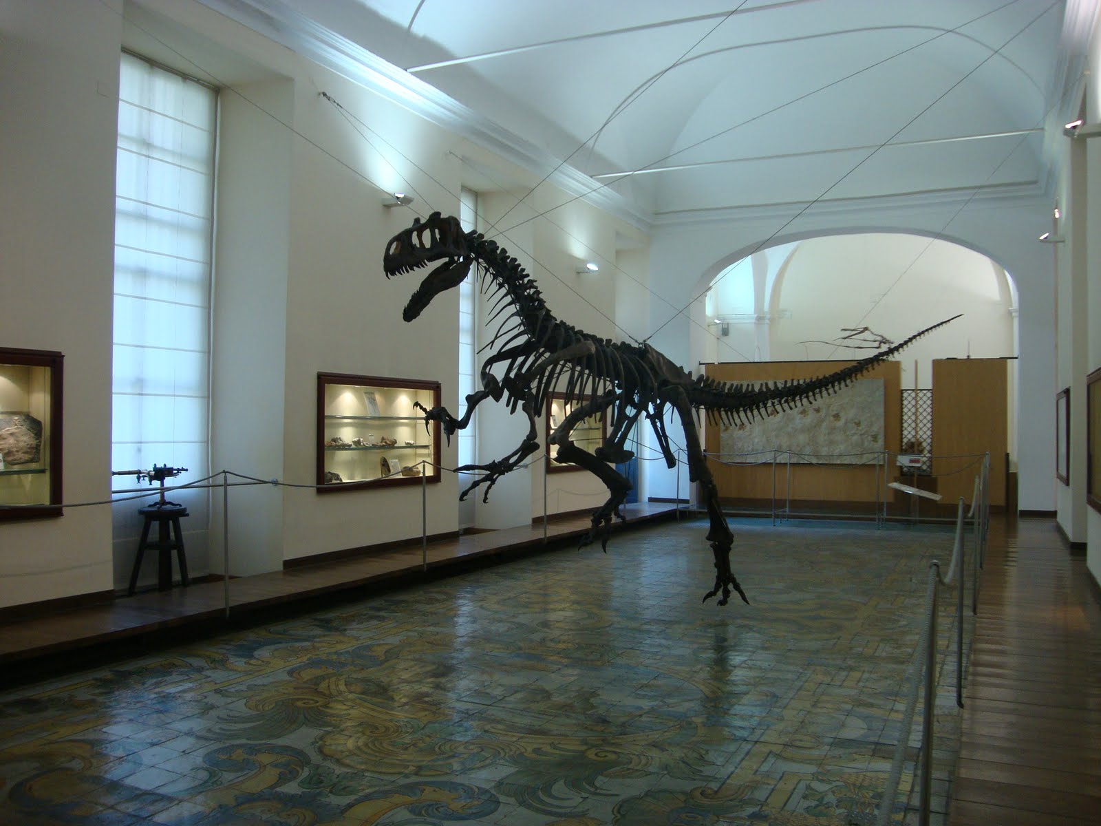 Fossil corals Fossil Corals Museum of Paleontology, Naples