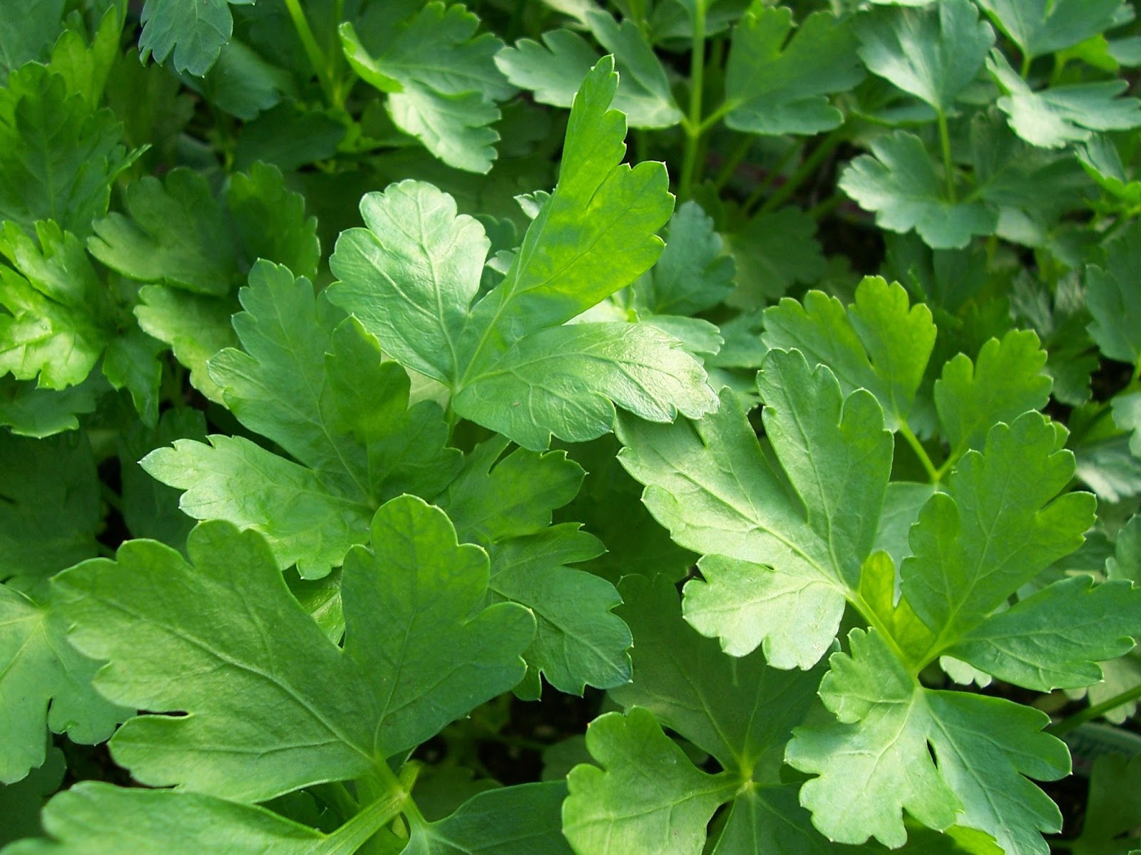 parsley in tagalog philippin news collections