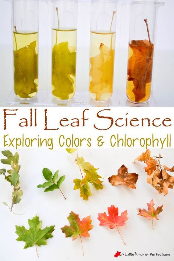 Integrating Science Into Fall Teaching Elementary Nest integrating-science-into-fall-teaching-elementary-nest