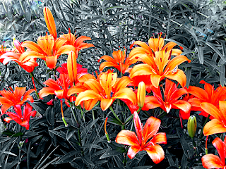 Monochromatic orange lilies