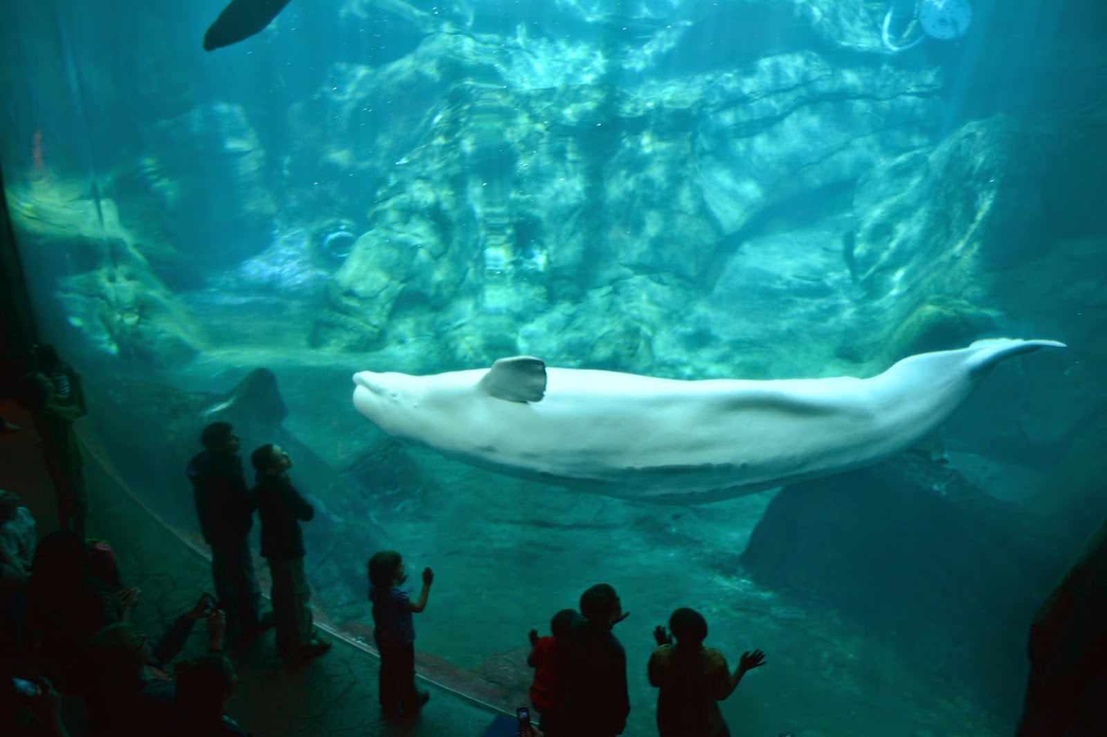 Monograms 'n Mud Spring Break Road Trip {Part One Atlanta Aquarium