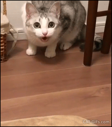 GIF WEIRD cat shacking front paws funny way. “Come here human we need to talk about your dog". GIF WEIRD cat shacking front paws funny way. “Come here human we need to talk about your dog".