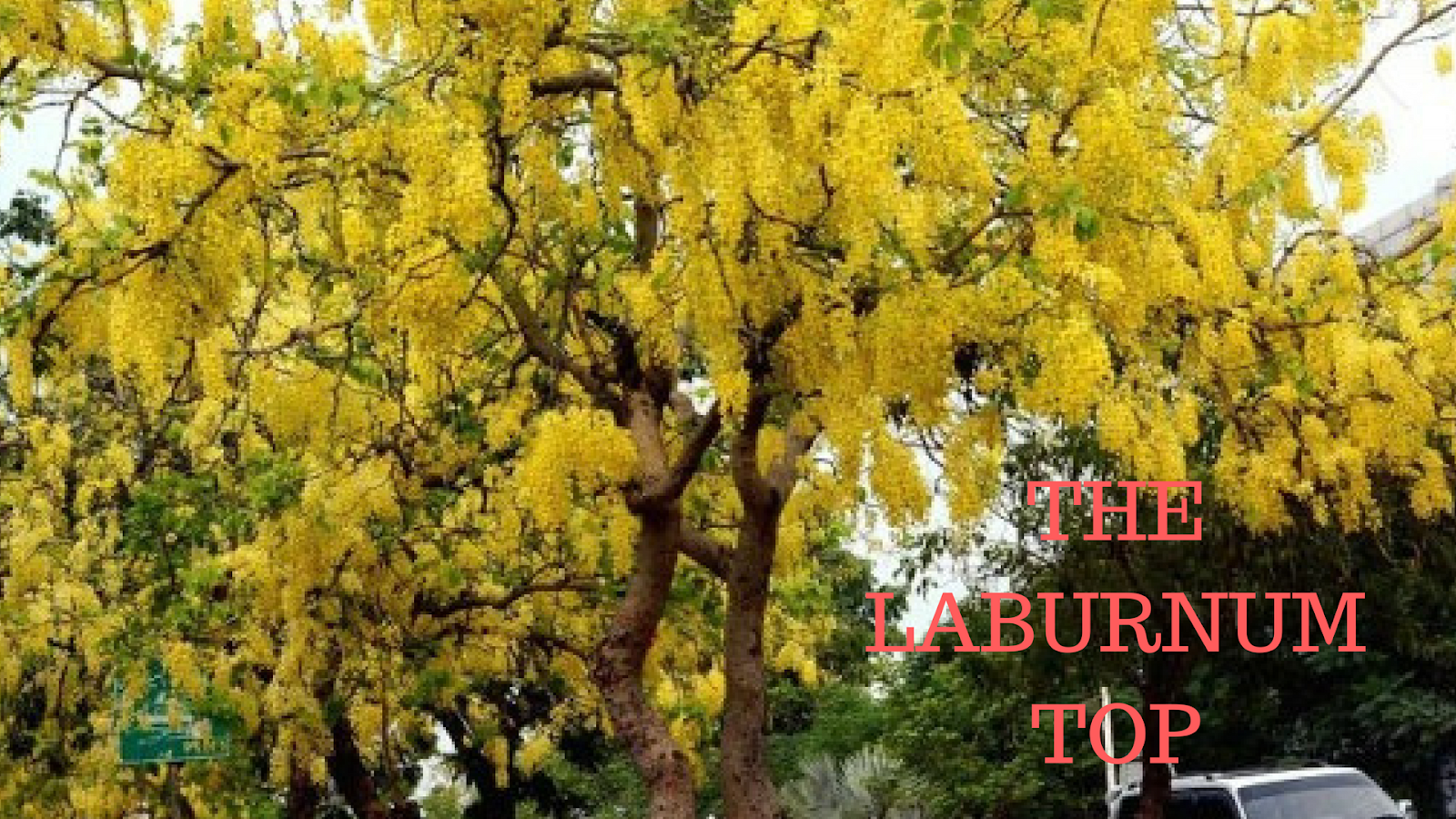 THE LABURNUM TOP | Summary in English | 11 | Online Learning - Online