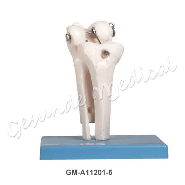 Distributor manekin tulang bagian sendi lutut