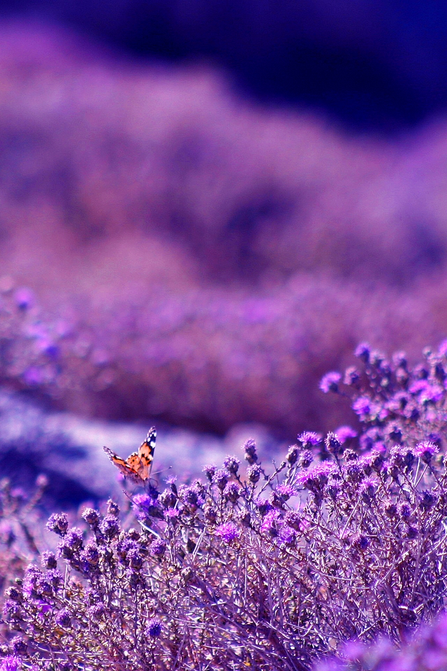 The Violet - Download iPhone,iPod Touch,Android Wallpapers, Backgrounds