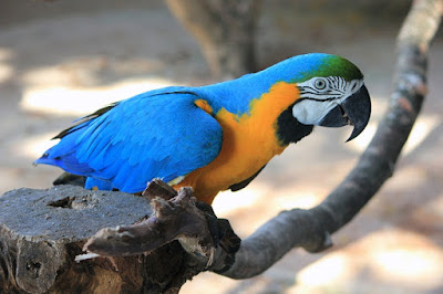 Parrot Images Parrot Images