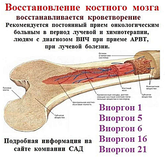 Функции костного мозга в трубчатой кости. Костный мозг восстанавливается. Регенерация красного костного мозга. Красный костный мозг строение.
