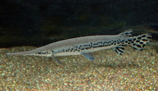 Jenis Ikan Aligator Lоngnоѕе Gar (Lepisosteus Oѕѕеuѕ)