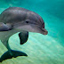 Diantara 10 Haiwan Paling Pintar Ini, Yang No.1 Bukan Ikan Lumba-Lumba!