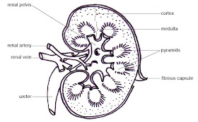 Human Anatomy: Physiological Anatomy of the Kidney