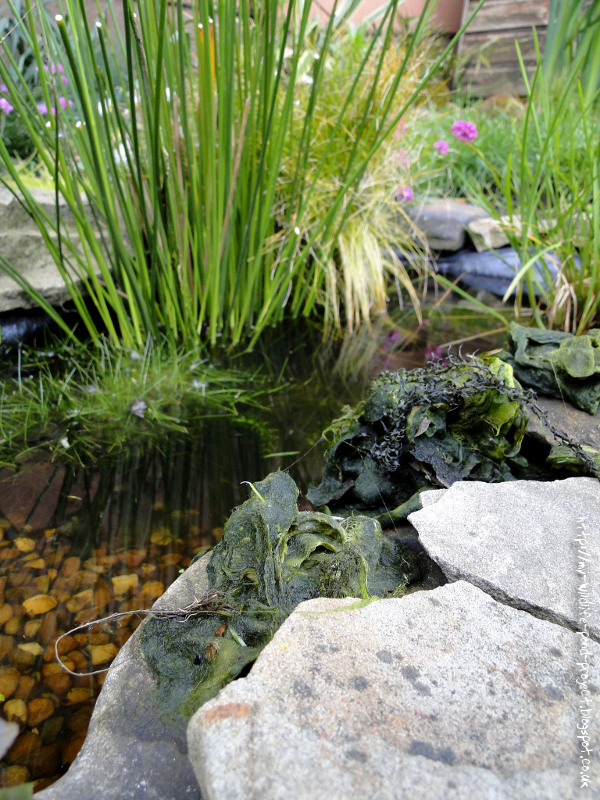 My Wildlife Pond Project Blog Blanket Weed Be Gone 10/5/2015