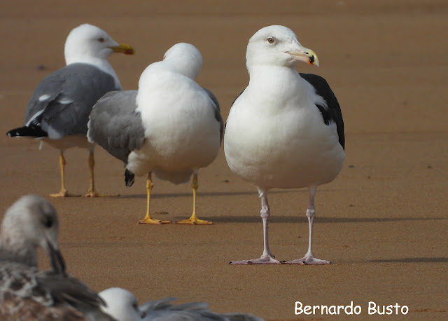 RÍA DE LA VILLA: Gavión en San Lorenzo