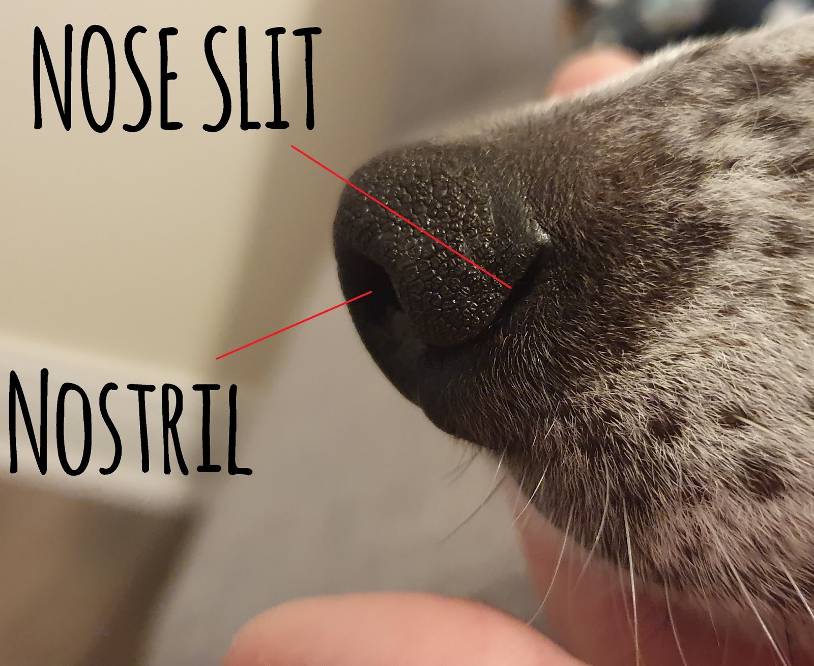 Training for the joyful dog! Your dogs nose (and why you should let