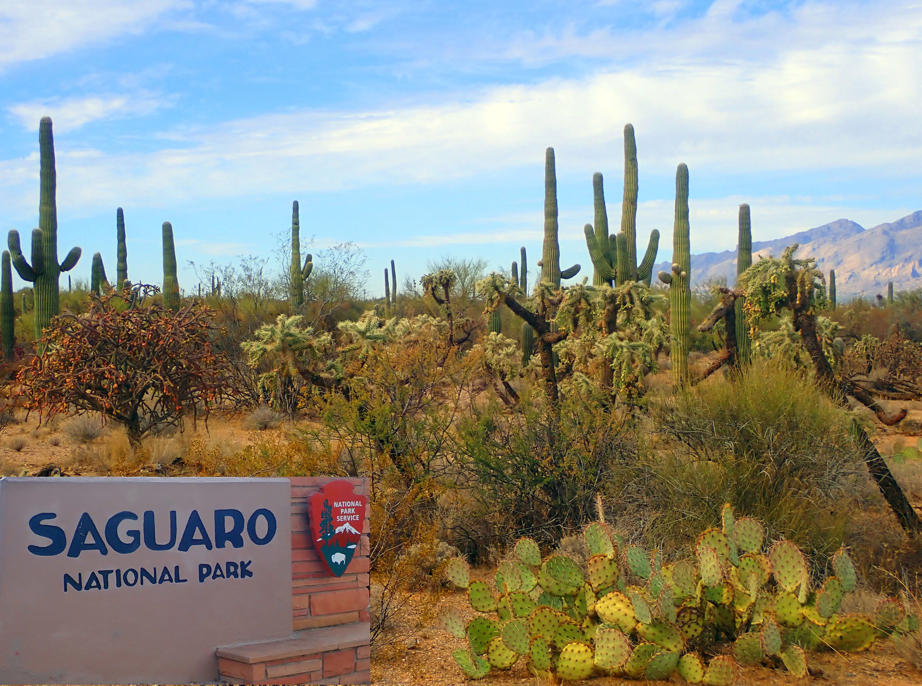 PAMPERED PENGUIN December 2021, 2020 McNeal, Arizona