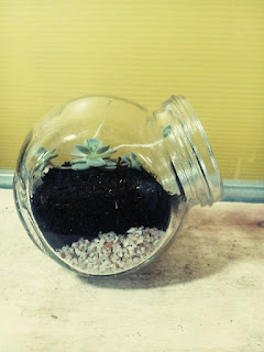 Terrarium Terrarium