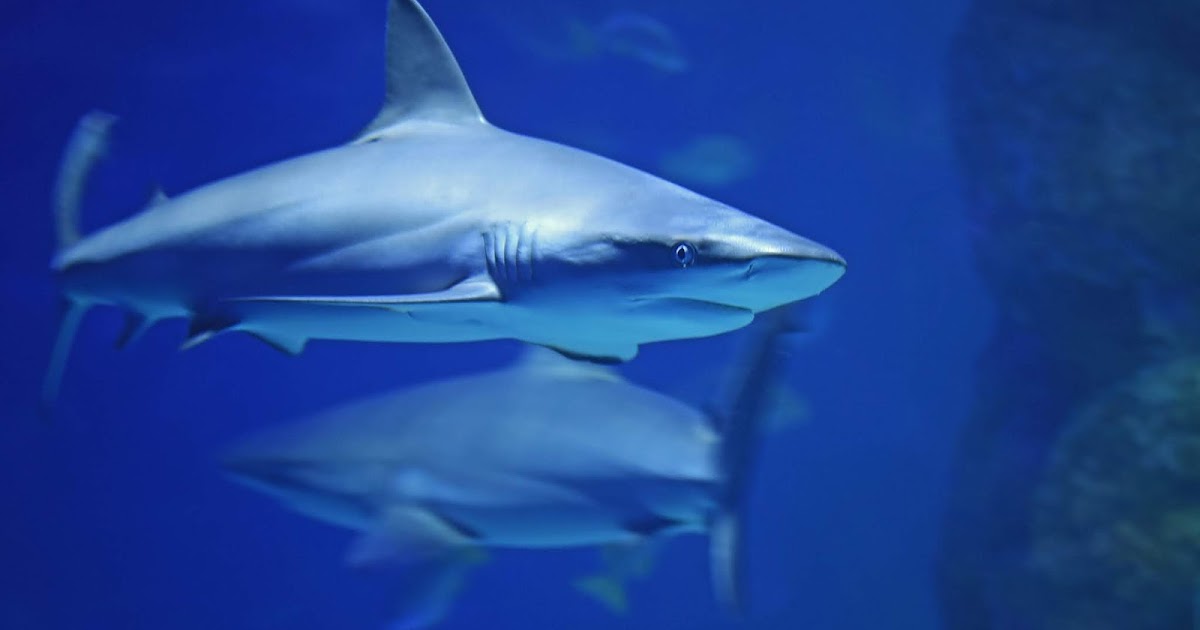 Black shark fins are the meanest shark in the Oceanic creatures
