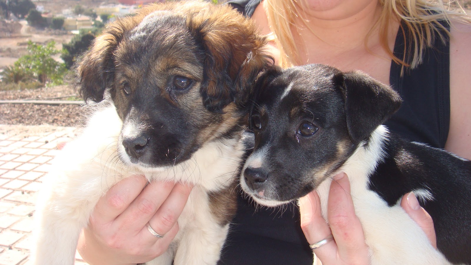 Tierheim Worms Welpen Tierische Tapete