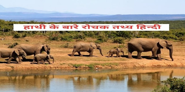 10 interesting facts about elephant in hindi general knowledge
