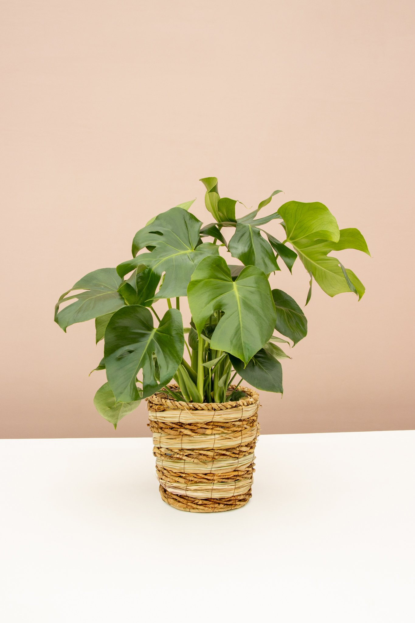 10 Online Plant Shops You Should Know About Kayla Lynn Seattle