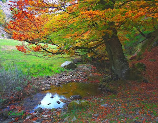 El Faedo, un bosque encantado