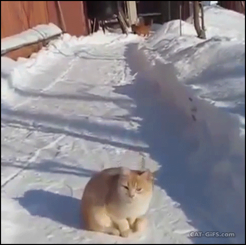 Funny Cat GIF • When your cat is a good snow catcher like a little Lynx leopard Funny Cat GIF • When your cat is a good snow catcher like a little Lynx leopard