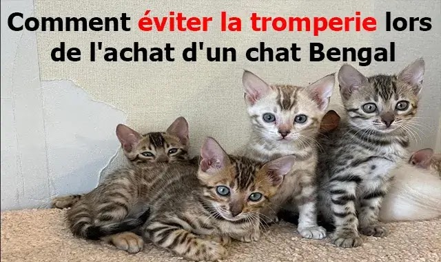 Comment éviter la tromperie lors de l'achat d'un chat Bengal