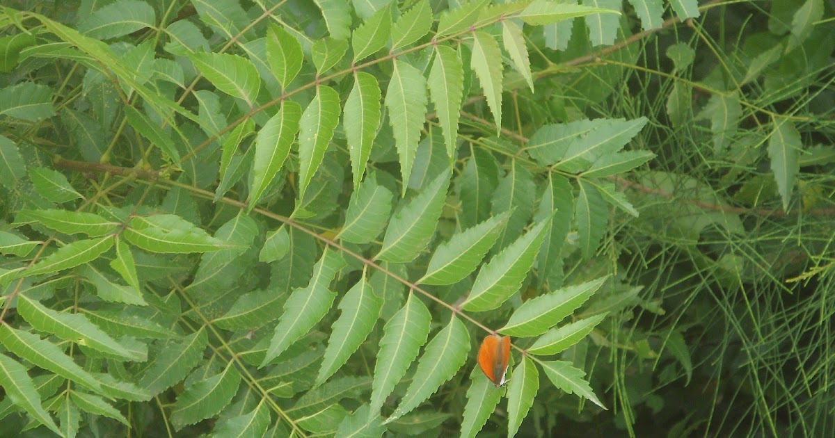 Advantages and disadvantages of neem - Health | Fitness | Tips