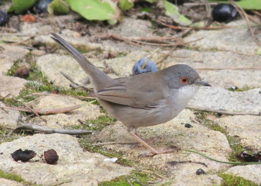 Sylvia melanocephala