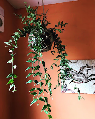 A plant with trailing leaves, hanging in a pot. Behind the pot is an orange wall with a mosaic of a sea creature hanging on it.