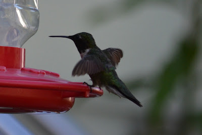 Hummingbird Landing Photo by Trisha Field