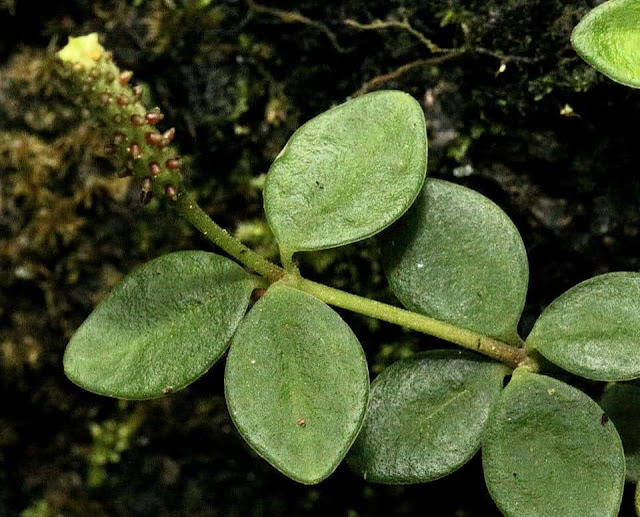 Peperomia tetraphylla