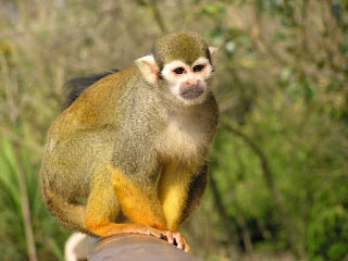 Bayağı sincap maymunu (Saimiri sciureus)
