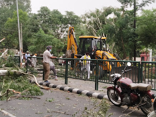 The tree fell due to strong winds Police Lines Road Patiala 6 IMG 20210615 170935 -