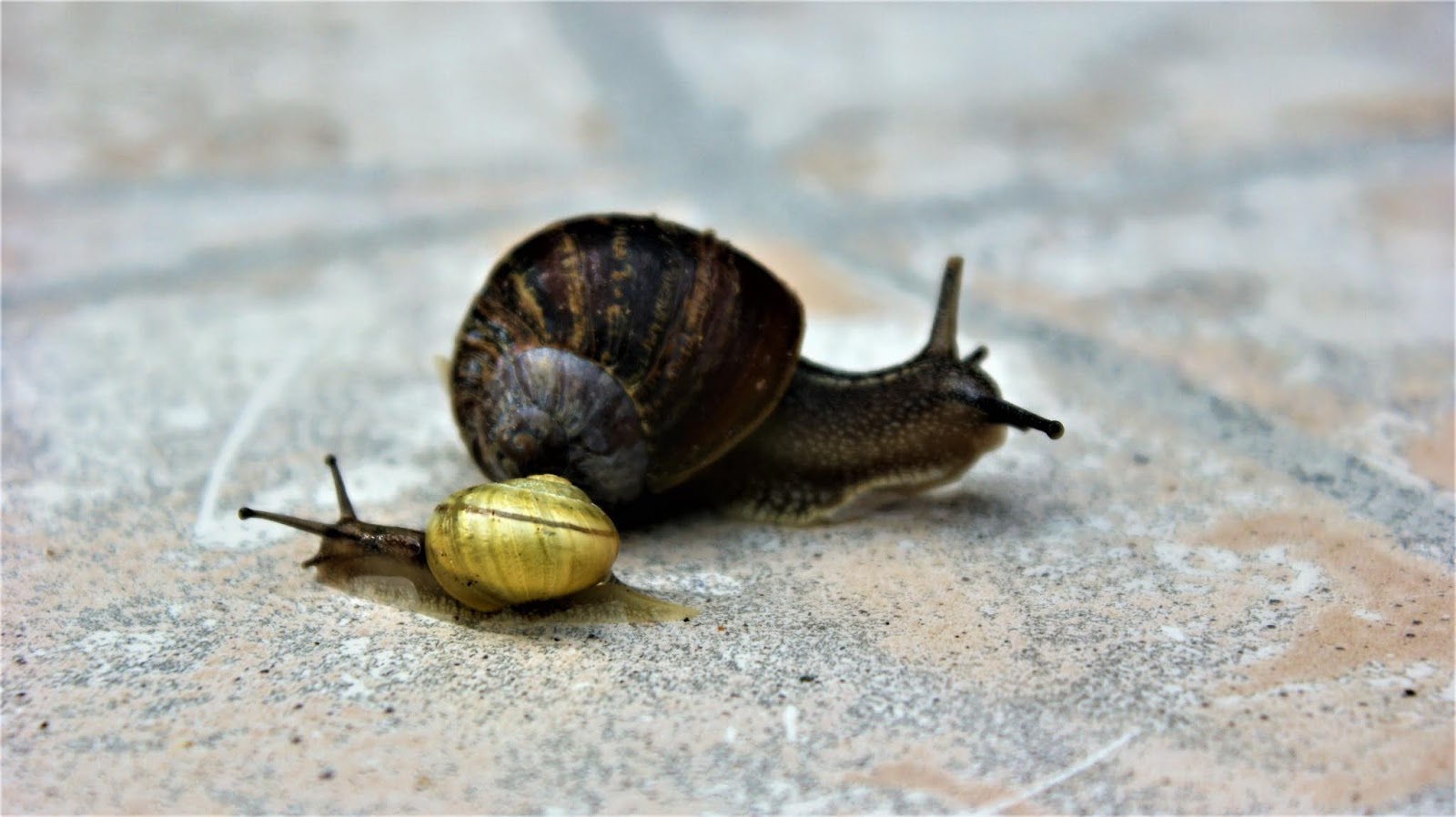 Moments, frozen in time ♡ SNAIL EATING SUNFLOWER