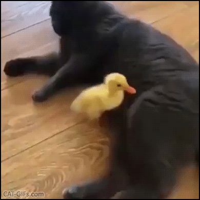 Funny Cat GIF • I said back off I'm not your mother Black cat bunny kicking invasive duckling Funny Cat GIF • I said back off I'm not your mother Black cat bunny kicking invasive duckling