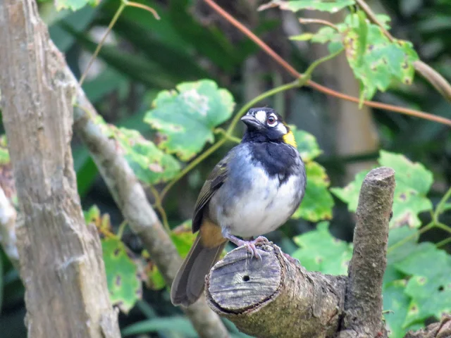 Costa Rica Birds: White-eared ground sparrow