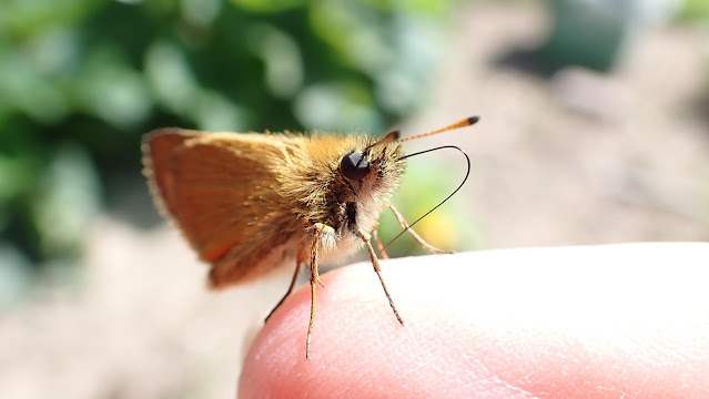 Small skipper butterfly