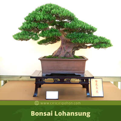 Bonsai Lohansung