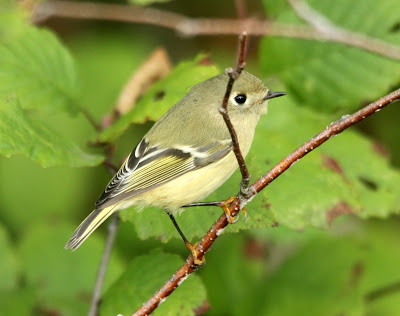 crowned kinglet warbler rumped throated