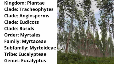 Eucalyptus-Classification