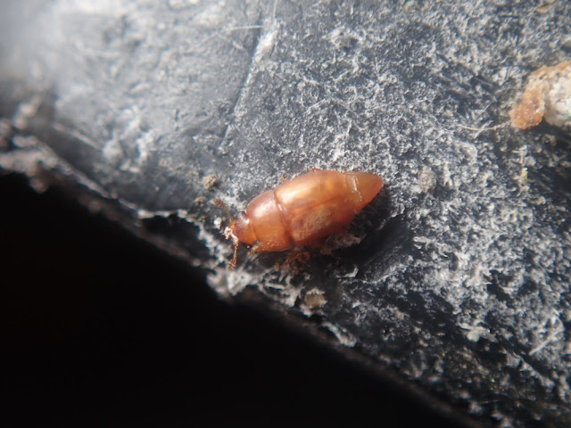 Epuraea sp Epuraea sp