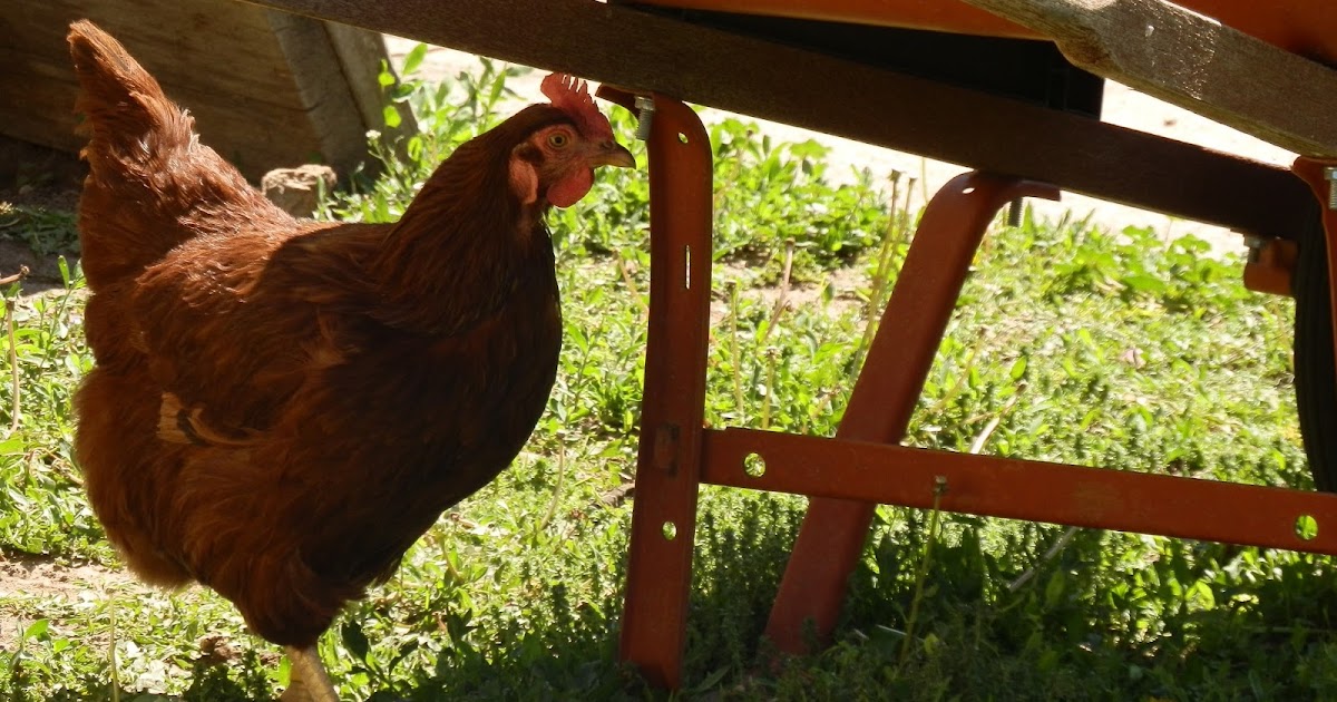 Our Bit of Dirt Limping Chicken